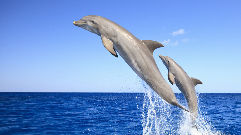 19Fortyfive: Россия может использовать боевых дельфинов для борьбы с диверсантами