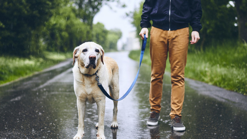 Кинолог Голубев дал советы по прогулкам с собакой в дождливую погоду