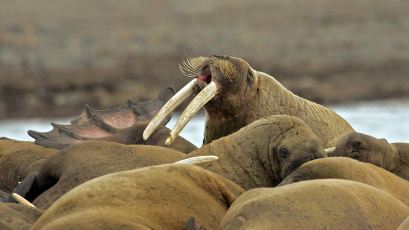 В ЯНАО рассказали о численности моржей на крупнейшем в мире лежбище