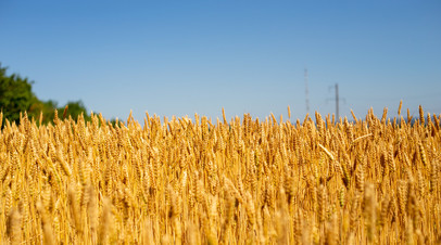 Глава евродипломатии Боррель заявил о необходимости сохранить зерновую сделку