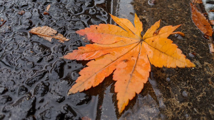Синоптик Кубай дал неблагоприятный прогноз погоды для Приморья 12—13 ноября