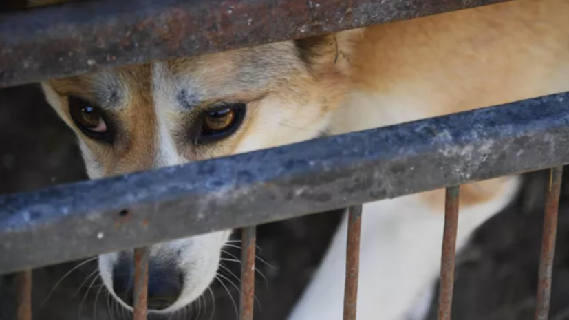 Депутат Бурматов рассказал об инициативе ввести штрафы за брошенных животных