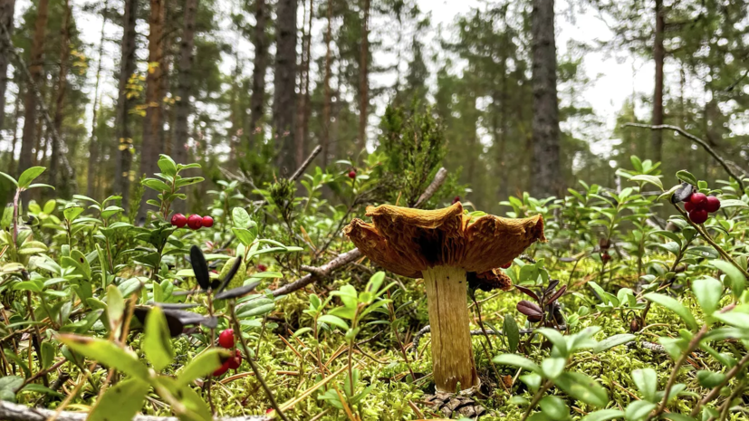 В России предложили ввести уголовную ответственность за уничтожение краснокнижных растений