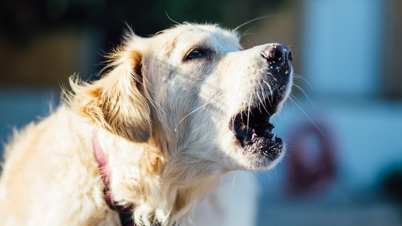 Российский суд разрешил требовать компенсацию за громкий лай собак у соседей