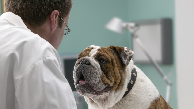 Ветеринар Петухов отметил важность правильного ухода за животным после операции