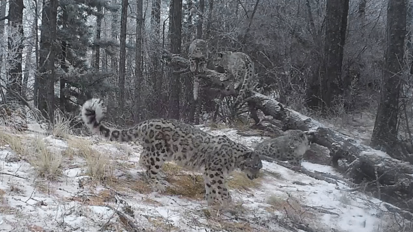 В Саяно-Шушенском заповеднике появились три снежных барса