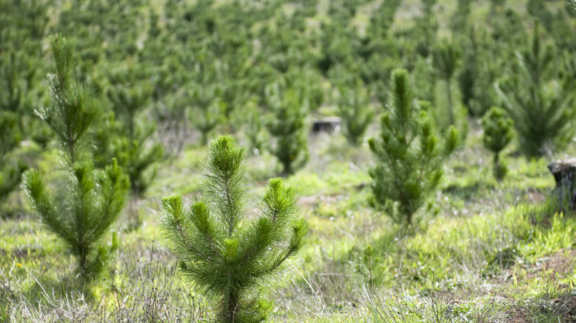 На Ямале ведут работу по восстановлению леса в Год экологии