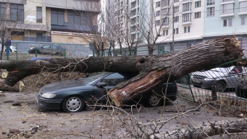 В Москве более 60 автомобилей повреждено из-за падения деревьев в выходные