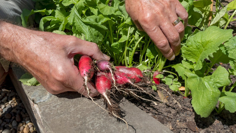 Диетолог Королёва заявила о благотворном влиянии редиса на здоровье ЖКТ