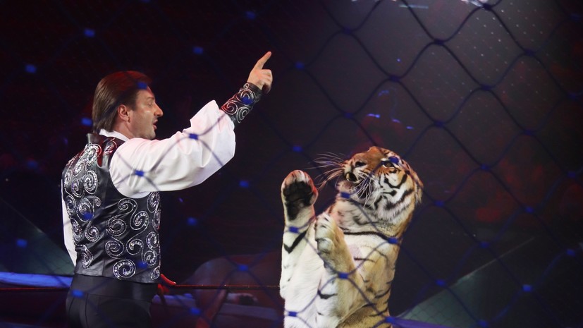 Дрессировщик Запашный рассказал, что получил травмы во время репетиции с тигром