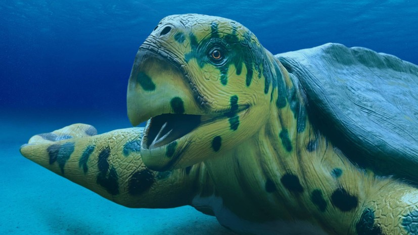 Ископаемый гигант: палеонтологи открыли новый вид черепах