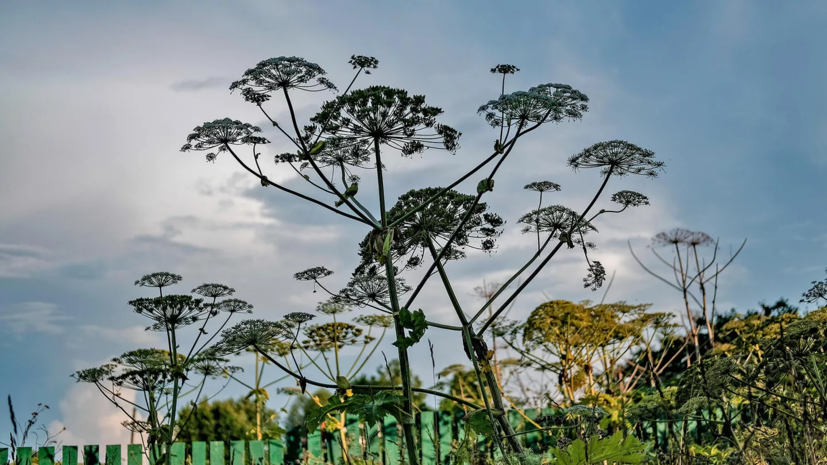 В Калининградской области подвели итоги работы по борьбе с борщевиком в 2022 году