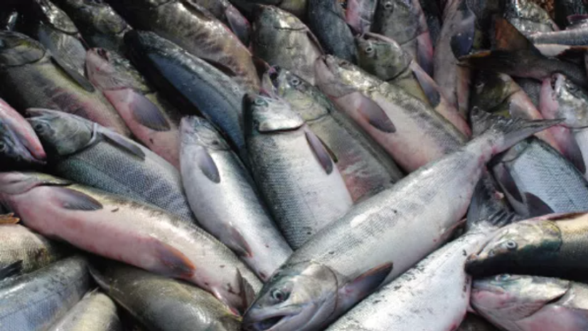 Рыбное производство построят в Можайском районе на западе Москвы — РТ ...