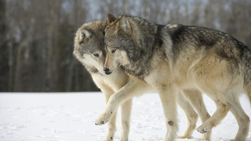 Зоолог Тихонов объяснил наличие большого числа волков в Ростовской области