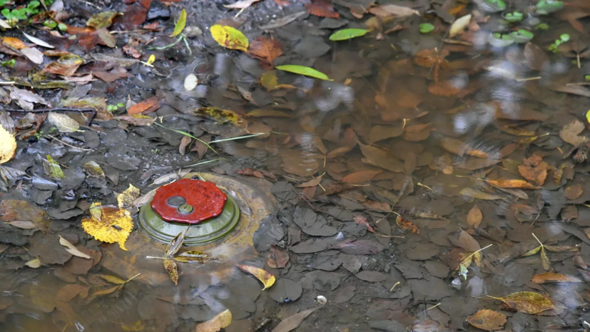 В Запорожской области заявили о необходимости разминировать более 30% посевных земель