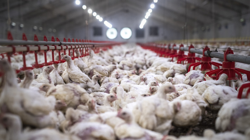 В ЕП подняли вопрос о положении европейских птицеводов из-за либерализации торговли с Украиной