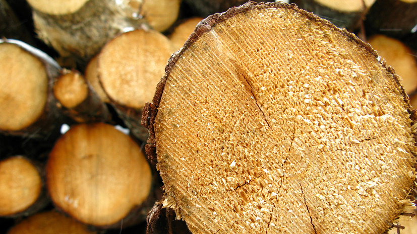 Правительство Украины запретило экспорт дров