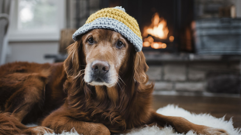 Кинолог Голубев посоветовал утеплять вольеры для собак зимой