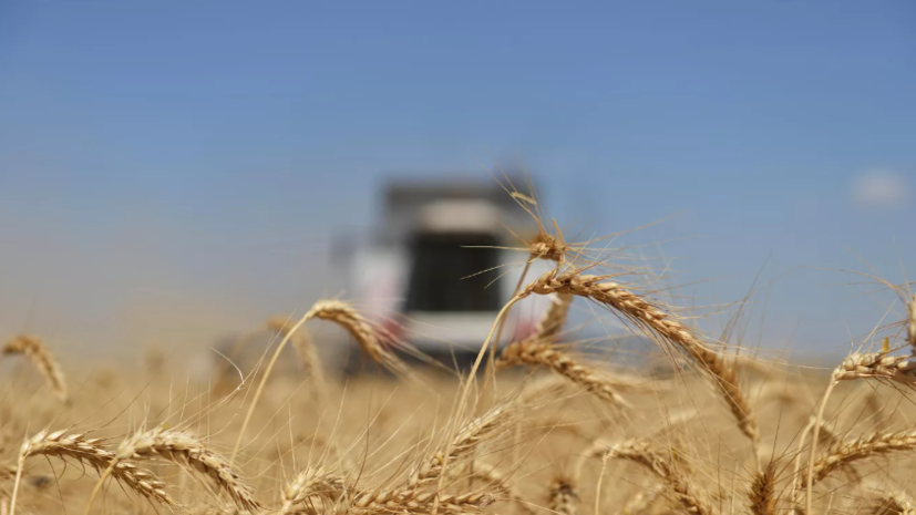 Власти Венгрии заявили о планах закупить у Киева 10 тысяч тонн зерна на $3,5 млн