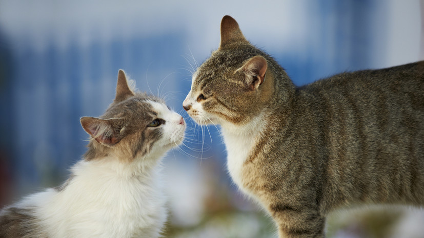 Фелинолог Пономарёва назвала мурлыканье следствием переполняющих кошку эмоций