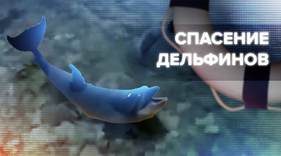 Операция по спасению брошенных в море дрессированных дельфинов в Крыму