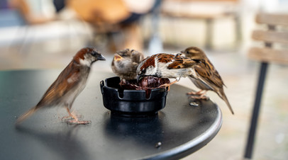 Орнитолог Мишин посоветовал подкармливать городских птиц кукурузой