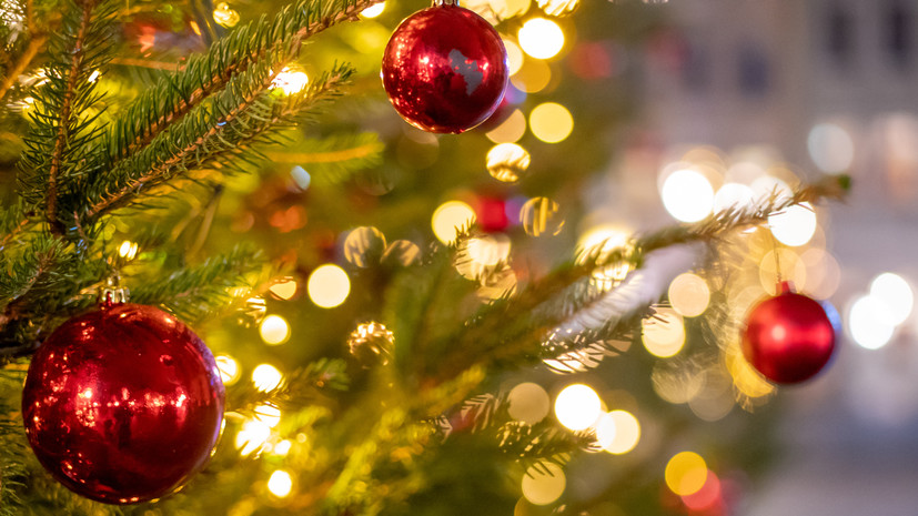 Главную новогоднюю ёлку России спилят 12 декабря в Подмосковье