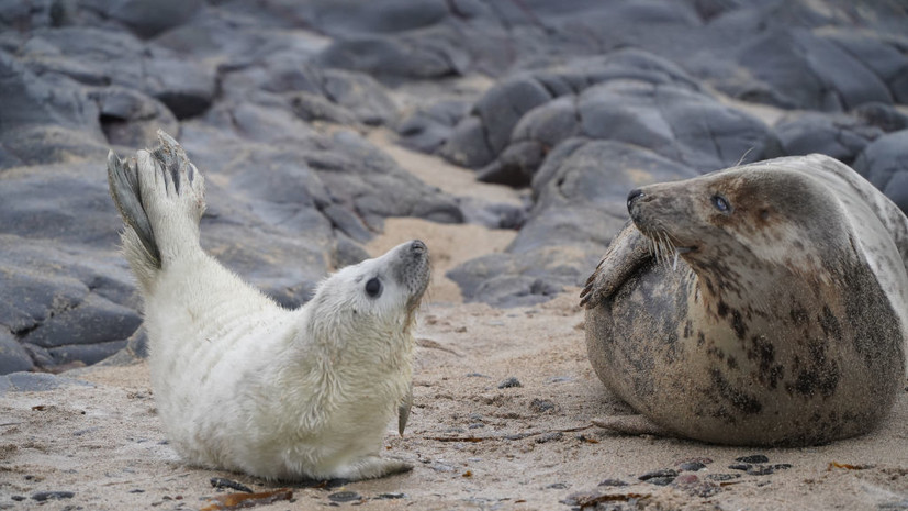 Минприроды Дагестана объяснило массовую гибель тюленей естественными природными факторами
