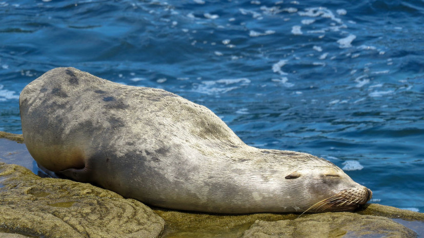 В природоохранном центре заявили, что число погибших тюленей в Дагестане выросло до 1700