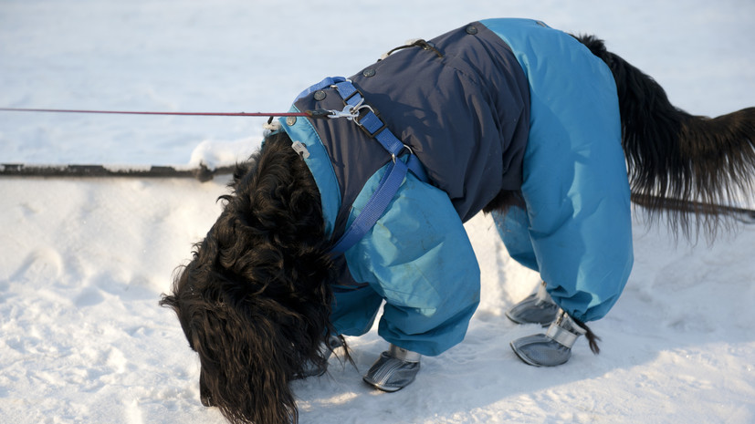 Кинолог Голубев посоветовал хозяевам защищать лапы домашних животных зимой