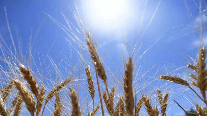 «Ъ»: Россию ждут трудности при экспорте пшеницы на мировой рынок