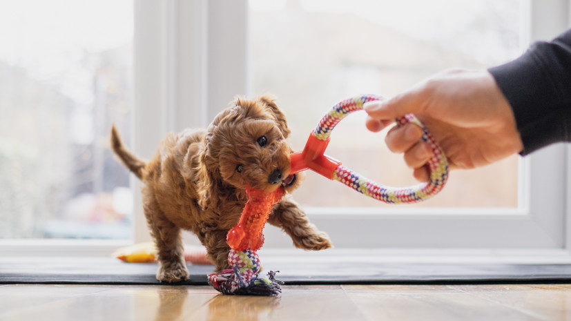 Кинолог Голубев посоветовал владельцам во время игр со щенками дозировать нагрузки