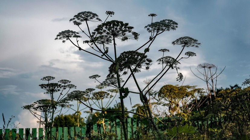 Депутат Баженов рассказал о мерах по борьбе с борщевиком