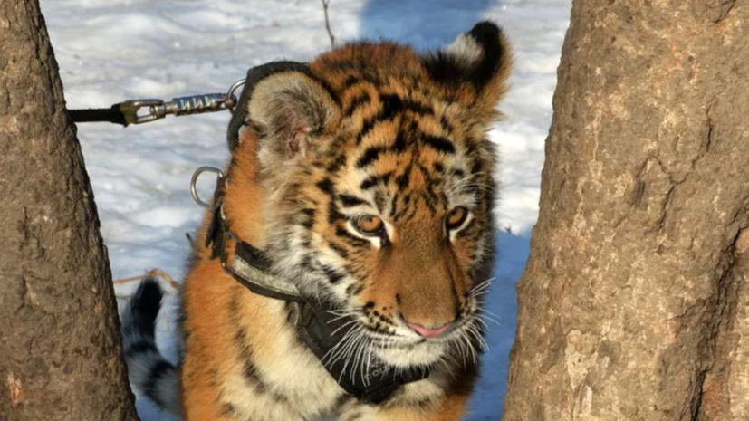 Краснокнижного амурского тигрёнка нашли мёртвым в Хабаровском крае
