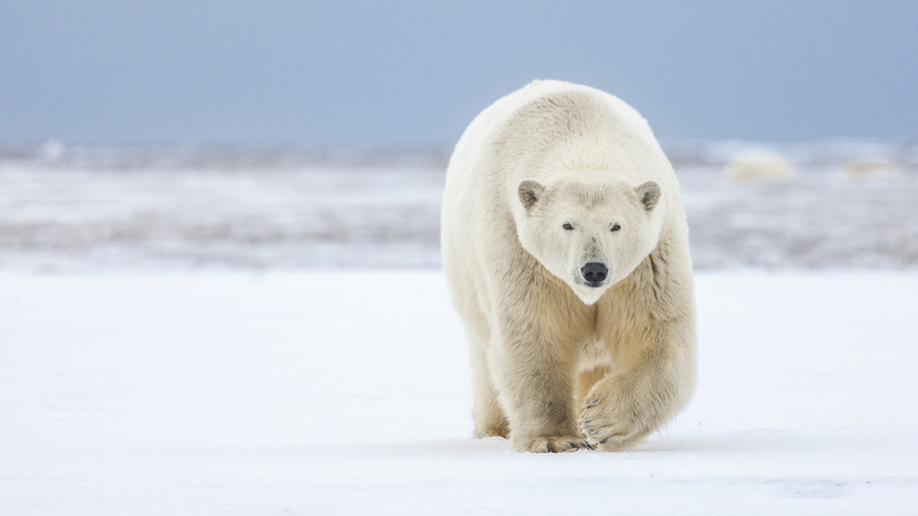 «Выработать меры для сохранения видов»: российский учёный — о влиянии глобального потепления на жизнь арктической фауны