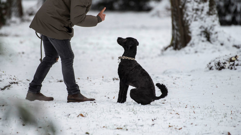 Кинолог Голубев дал советы по укреплению иммунитета собак зимой