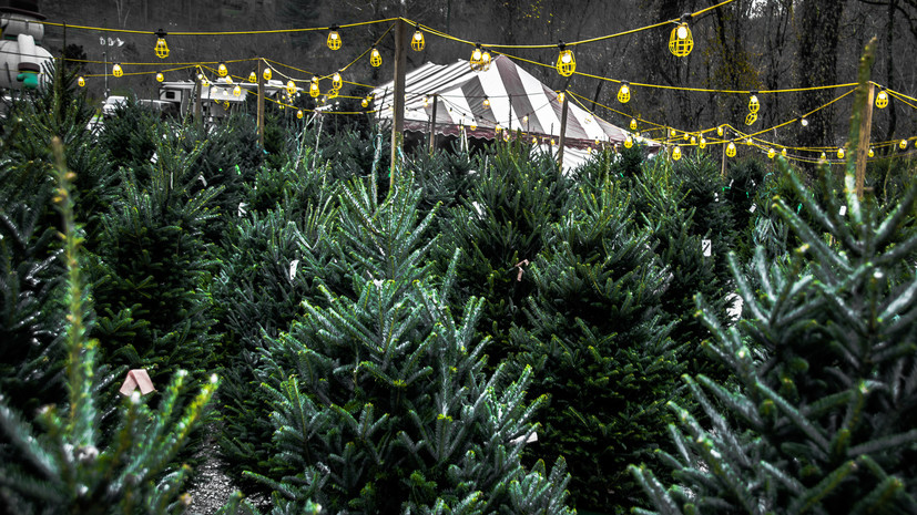 В Москве открыли около 240 ёлочных базаров