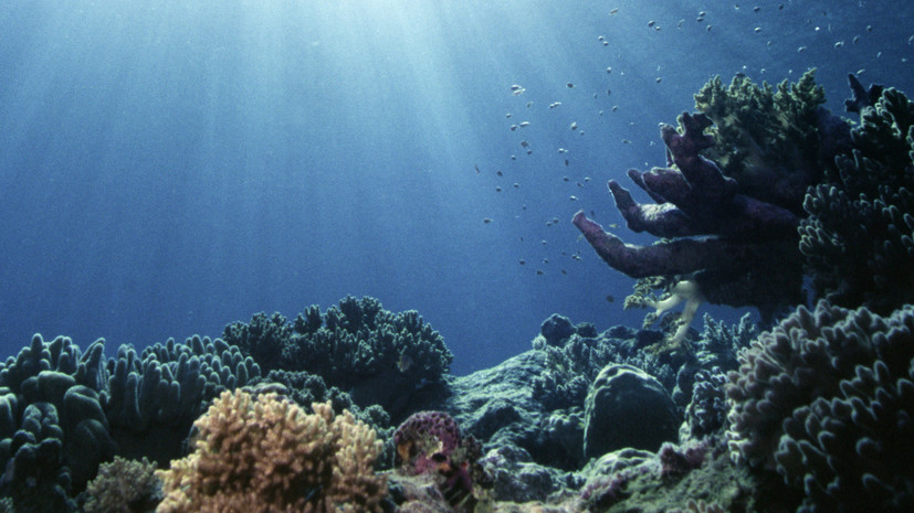 Липидомный подход: что поможет спасти коралловые рифы