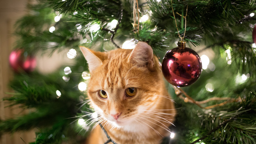 Ветврач Филатова дала советы по уходу за животными в дни новогодних каникул