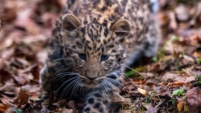 В Приморье спасли двух детёнышей дальневосточного леопарда