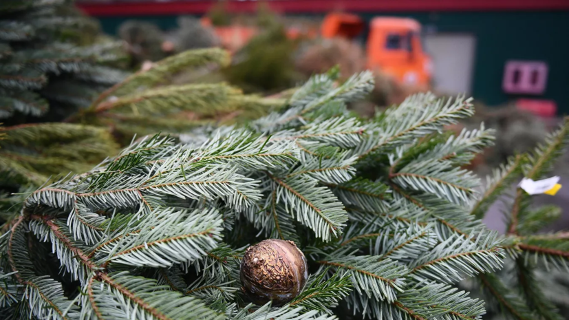 В Москве новогодние деревья на переработку можно сдать до конца февраля