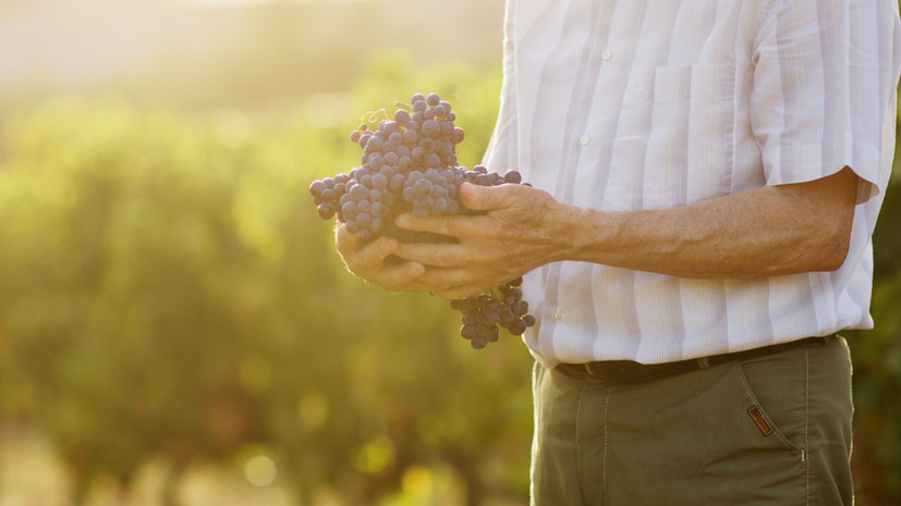 В Севастополе заложили более 367 га виноградников в 2022 году