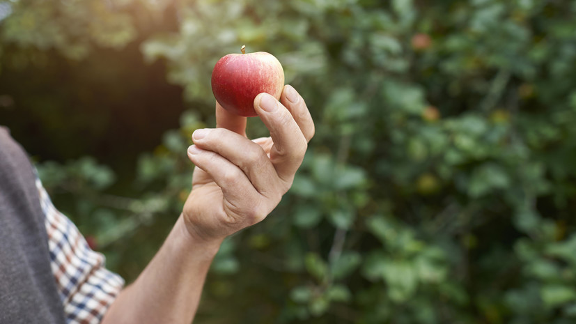 Педиатр Башкутова назвала яблоки самыми полезными фруктами в детском рационе