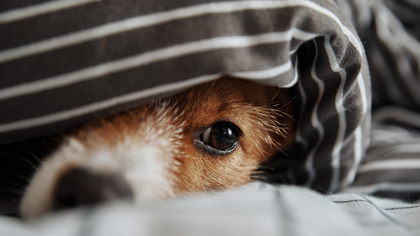 Ветврач Попов рассказал о симптомах простуды у собак