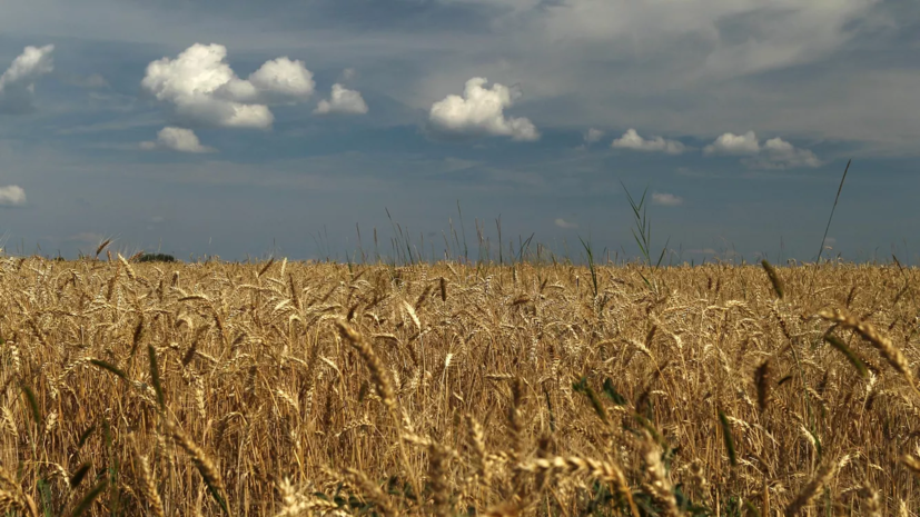 В 2022 году вырос экспорт зерна со Ставрополья