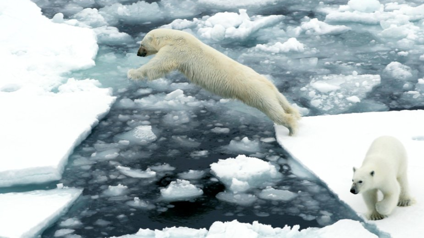 Этнограф Головнёв высказался о важности сохранения природы и экологии Арктики