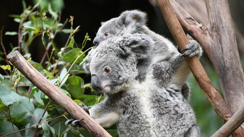 Политики Австралии решили привлечь избирателей обещанием создать нацпарк коал