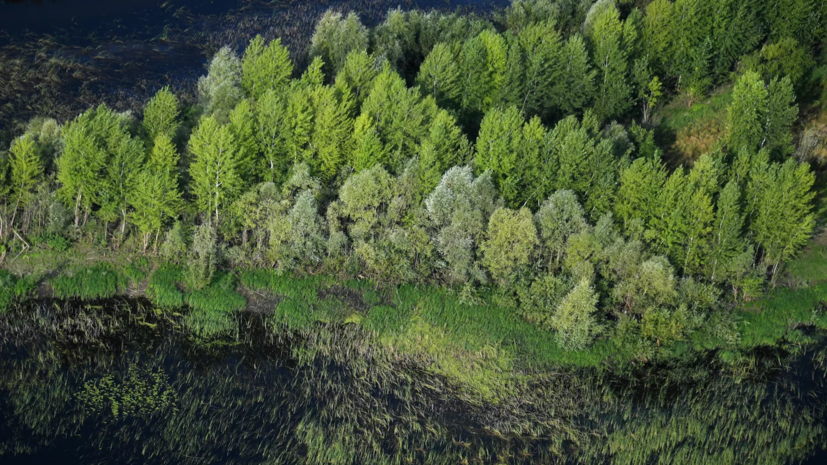 В Подмосковье утвердили план по воспроизводству лесов на 2023 год