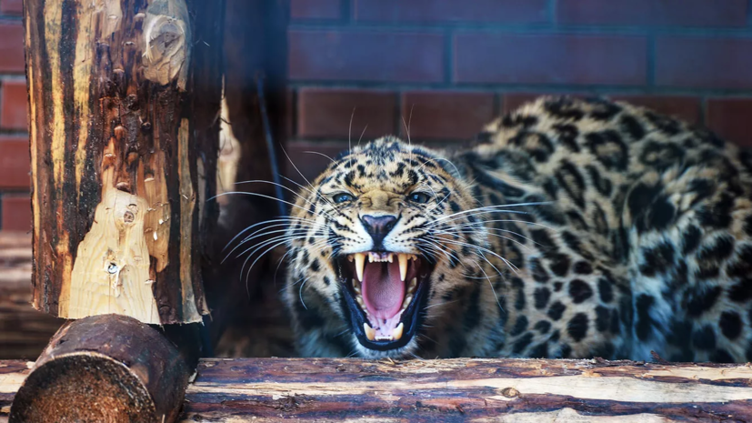 Центр реабилитации диких животных принял более 370 животных и птиц в 2022 году