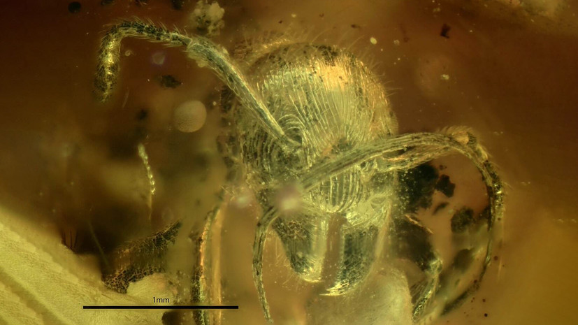 Предок таксонов: российские учёные обнаружили в балтийском янтаре ископаемого муравья нового вида